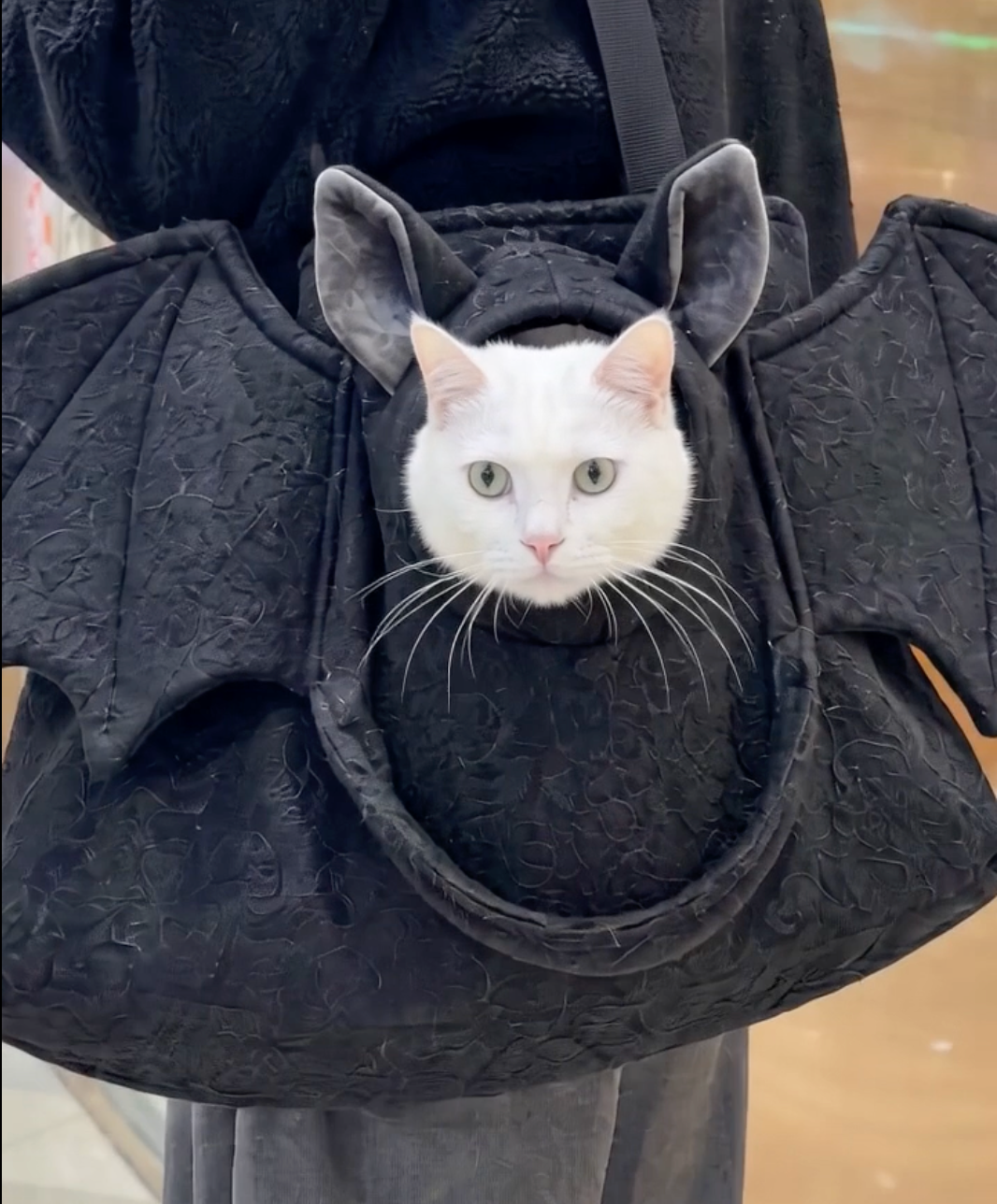 Cat in the Catmanbag